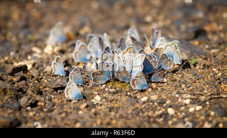 Viele hübsche gossamer - winged Schmetterlinge zusammen ruhen Stockfoto