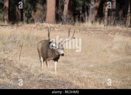 Buck Hirsch Stier mit großen Geweih zu Fuß durch goldenen Feld Wiese in Rocky Mountains, Colorado, USA Stockfoto