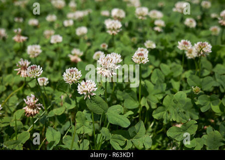 Trifolium repens Nahaufnahme Stockfoto