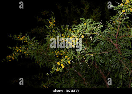 Vachellia karroo Nahaufnahme Stockfoto