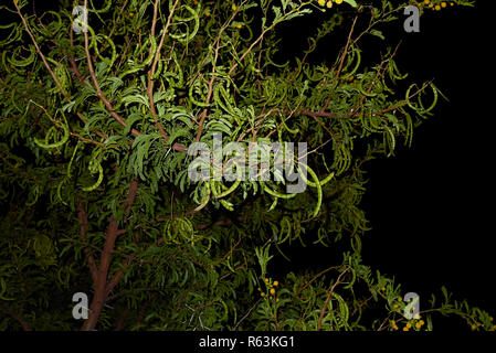 Vachellia karroo Nahaufnahme Stockfoto