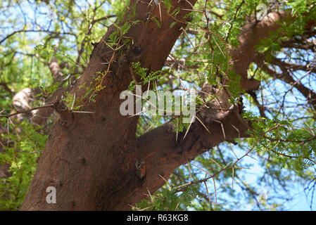 Vachellia karroo Nahaufnahme Stockfoto