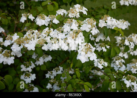 Viburnum plicatum Zweig mit Blüten Stockfoto