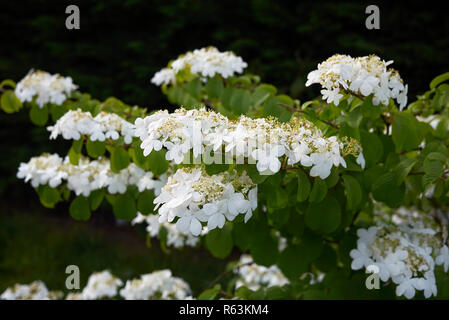 Viburnum plicatum Zweig mit Blüten Stockfoto