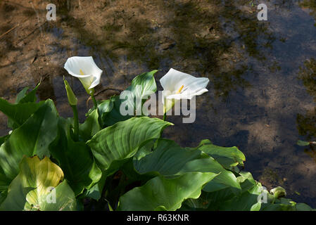 Zantedeschia aethiopica in voller Blüte Stockfoto