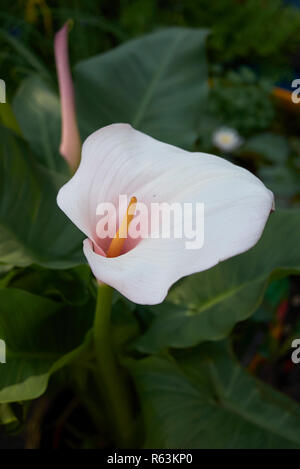 Zantedeschia aethiopica in voller Blüte Stockfoto