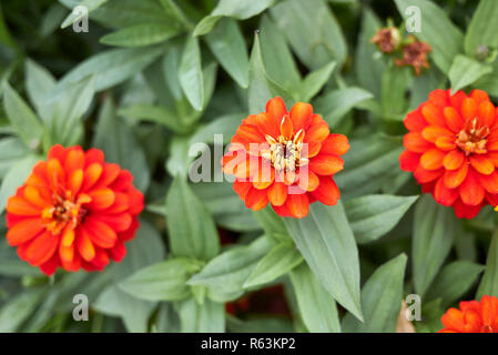 Zinnia elegans Blumenbeet Stockfoto