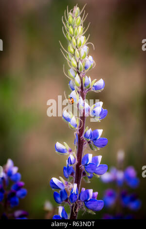 Marienkäfer Fütterung auf lila Lupine (Lupinus) Stockfoto