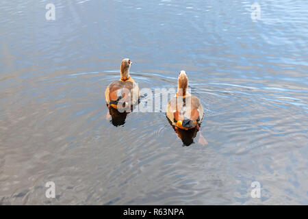 Zwei Enten auf dem Teich in Clissold Park, Stoke Newington, London, UK, Hackney, England Stockfoto