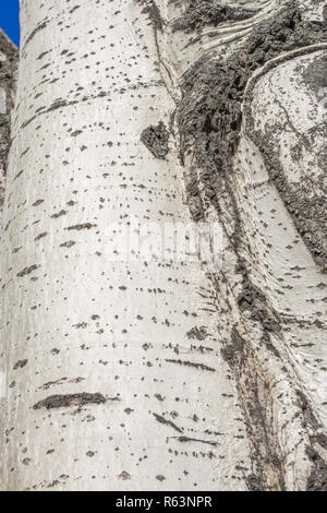 Populus tremula, espe Baum, Europäische Aspen oder Beben Aspen Tree Stockfoto