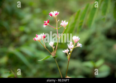 Wilde weiß gras Blume in tropischen Wald Stockfoto