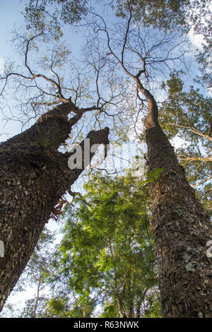 Hohe Bäume sehen aus dichten Wald Stockfoto