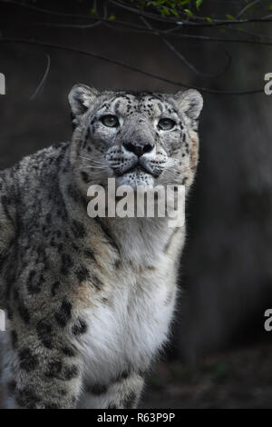 Close up Portrait von Snow Leopard Stockfoto