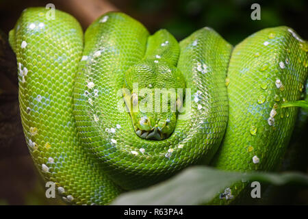 Green Tree python (Morelia viridis) Nahaufnahme Stockfoto