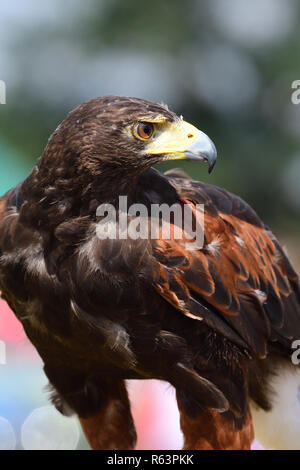 Close up Portrait von Harris Hawk (parabuteo unicinctus) Stockfoto