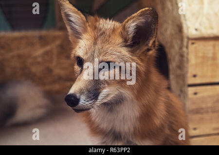 Schöne Red fox Stockfoto