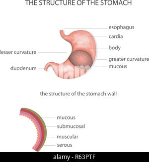 Darstellung der Struktur des Magens Stock Vektor