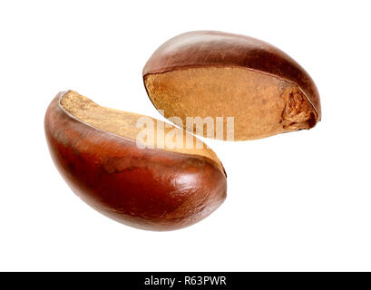 Zwei Muttern Vitellaria Paradoxa, allgemein bekannt als Shea Baum oder shi Baum, Karite. Auf weissem Hintergrund. Stockfoto