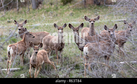 Ein Rudel Rehe in der Nähe von Black Hawk, Colorado, USA Stockfoto