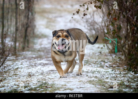 Ca de Bou (mallorquinische Mastiff) Rüde steht im Freien Stockfoto