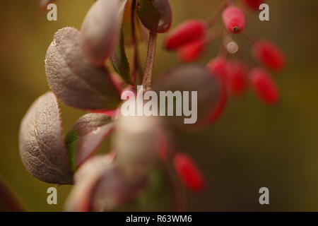 Berberitze Bush im Herbst, Makro Nahaufnahme Stockfoto