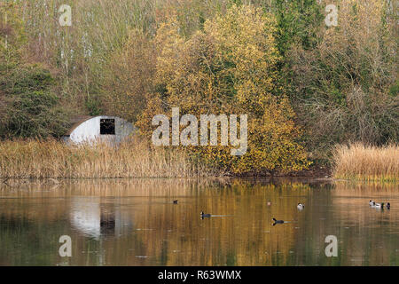 Stockenten und Blässhühner Schwimmen in der Nähe des Boathouse bei Rockwell College Lake, Cashel, Tipperary, Irland Stockfoto