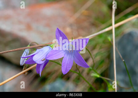 Lila Alpenblumen, hautnah. Im Stubaital, Tirol, Österreich im September fotografiert. Stockfoto