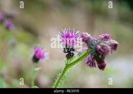 Italienische Distel (Carduus pycnocephalus) AKA Italienische plumeless Thistle, und Plymouth Thistle. Im Stubaital, Tirol, Österreich im September fotografiert. Stockfoto