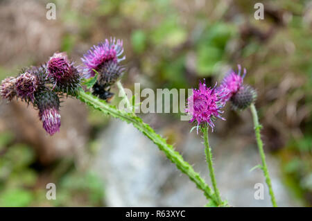 Italienische Distel (Carduus pycnocephalus) AKA Italienische plumeless Thistle, und Plymouth Thistle. Im Stubaital, Tirol, Österreich im September fotografiert. Stockfoto