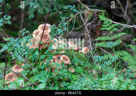 Cluster von Pilzen auf dem Waldboden, fotografiert im Stubaital, Tirol, Österreich Stockfoto