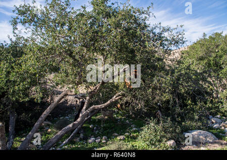 Ziegen in Baum in Marokko Stockfoto