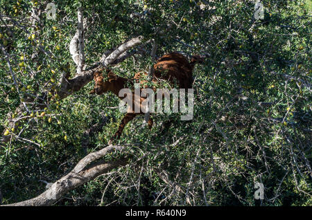 Ziege Blick nach unten vom Baum Stockfoto