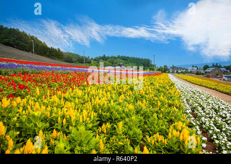 Hokkaido meer Felder, Japan, schöne Blumen im Sommer jedes Jahr, zieht viele Touristen Stockfoto