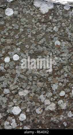 Schimmel und Flecken Beton wand Textur Stockfoto