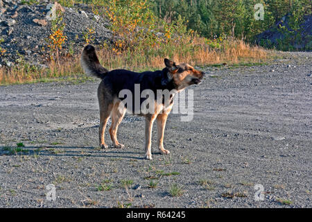 Stray Dog walking in einem Wald im Herbst Stockfoto