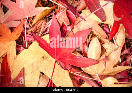 Rote Laub eines sweet Gum Tree stapelten sich auf dem Boden im Herbst Stockfoto