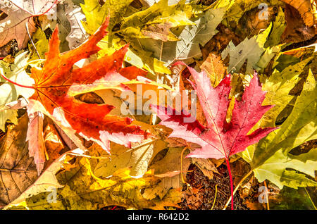 Ahorn Blätter, auf dem Boden im Herbst in Farbe reicht von grün über gelb, orange und rot gefallen Stockfoto