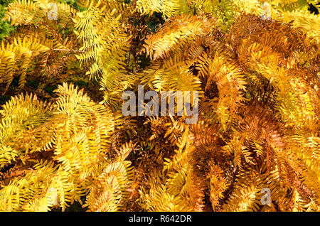 Farn Blätter im Herbst in den Farben gelb und braun Stockfoto