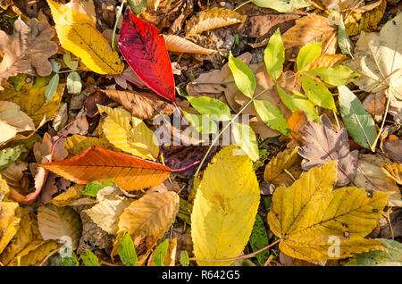 Collage von mehreren gefallenen Blätter von verschiedenen Bäumen in verschiedenen Farben auf dem Boden in einem Wald im Herbst Stockfoto