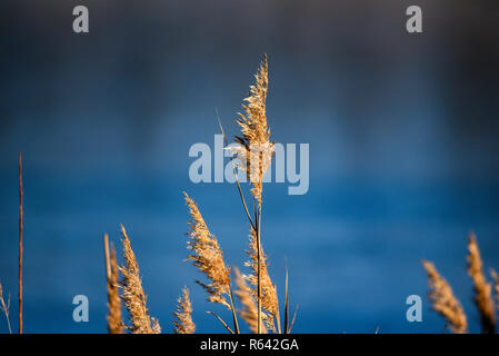 Herbst getrocknete Gras auf dem Hintergrund der Blaue See Wasser. Stockfoto