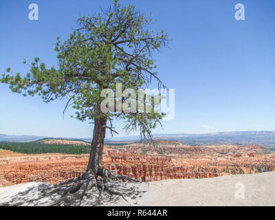 Bryce CanyonNationalpark Stockfoto