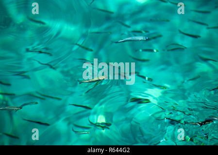 Kleine Fische, die schwimmen im türkisblauen Wasser. Stockfoto