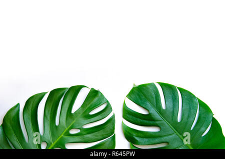 Monstera Blätter Blätter mit Isolieren auf weißem Hintergrund bleibt auf Weiß Stockfoto