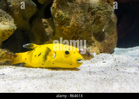 Golden guineafowl Kugelfisch schwimmen über der Unterseite, ein lustiges und giftigen tropische Fische aus dem Pazifischen Ozean Stockfoto