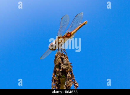 Das Weibchen ist eine weitere suble Stumpf gelb grün, wenn im Vergleich zu den Spitzen roten der männlichen rot geäderten Dropwing Dragonfly Stockfoto