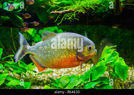 Schöne Rote bellied Piranha mit glitzernden Schuppen schwimmen im Aquarium, ein tropisches und bunte Fische aus dem Amazonas Becken Stockfoto