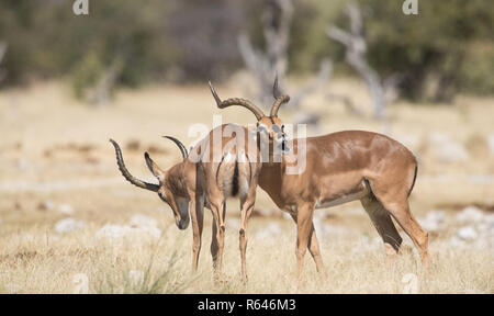 Schwarz konfrontiert impala Stockfoto