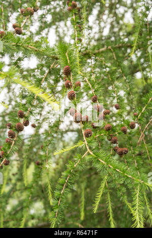 Lärche Baum mit Tannenzapfen im Sommer Stockfoto