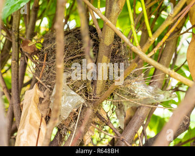 Wild Bird Nest mit Kunststoff, der Teil des Nestes zu Zeile Stockfoto