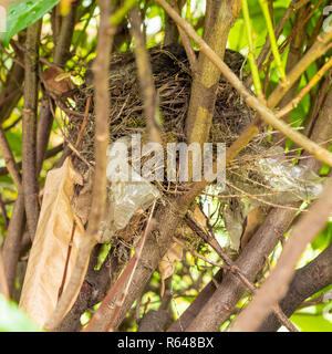 Wild Bird Nest mit Kunststoff, der Teil des Nestes zu Zeile Stockfoto